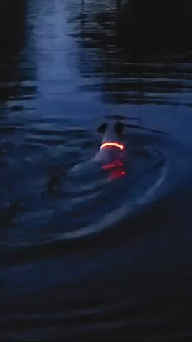 GlowDog™ – Lysande hundhalsband